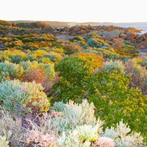 Australian Bush Fragrance Oil