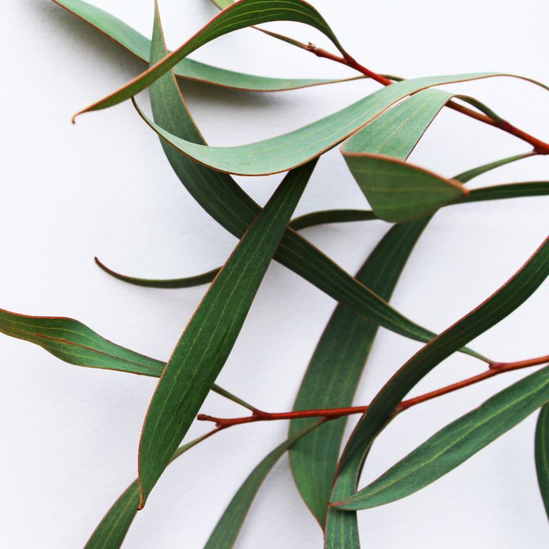 Eucalyptus-fragrance-oil