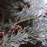 fresh-pine-fir-needle