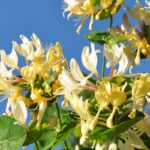 Japanese Honeysuckle