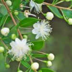 Lemon Myrtle Essential Oil Blend, body products, reed diffusers oil burner