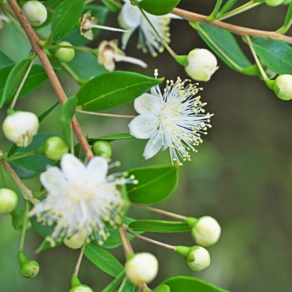 Lemon Myrtle Essential Oil Blend, body products, reed diffusers oil burner