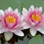 Lotus Flower Candle, Soap, reed diffuser and bath bomb Making Fragrance