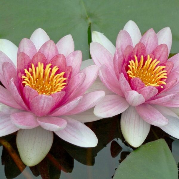 Lotus-flower-fragrance-oil Lotus Flower Candle, Soap, reed diffuser and bath bomb Making Fragrance