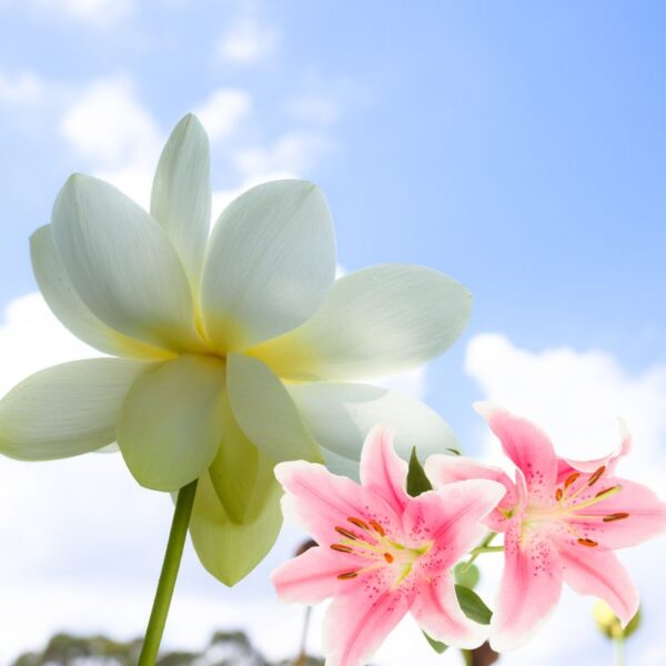 White-lotus-lily-fragrance-oil White Lotus and Lily Fragrance Oil, candle making, soap making, reed diffusers.