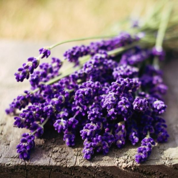 lavender-fragrance-2 Lavender Candle Making and Soap Fragrance Oil